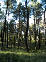 ORDENACIÓN DE MONTES